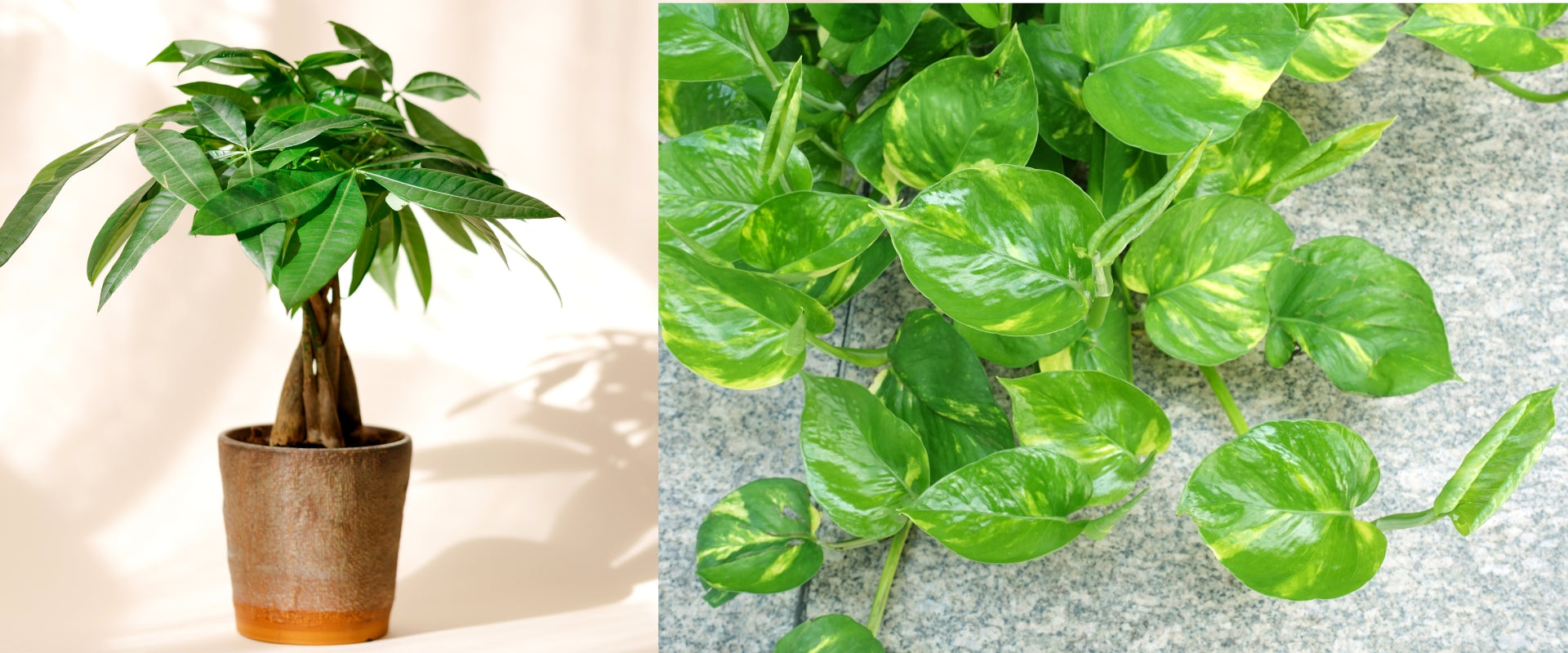 Money Plant vs. Money Tree — What Is the Difference?