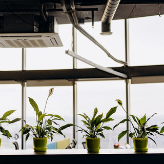 Why Every Home Should Have Peace lily