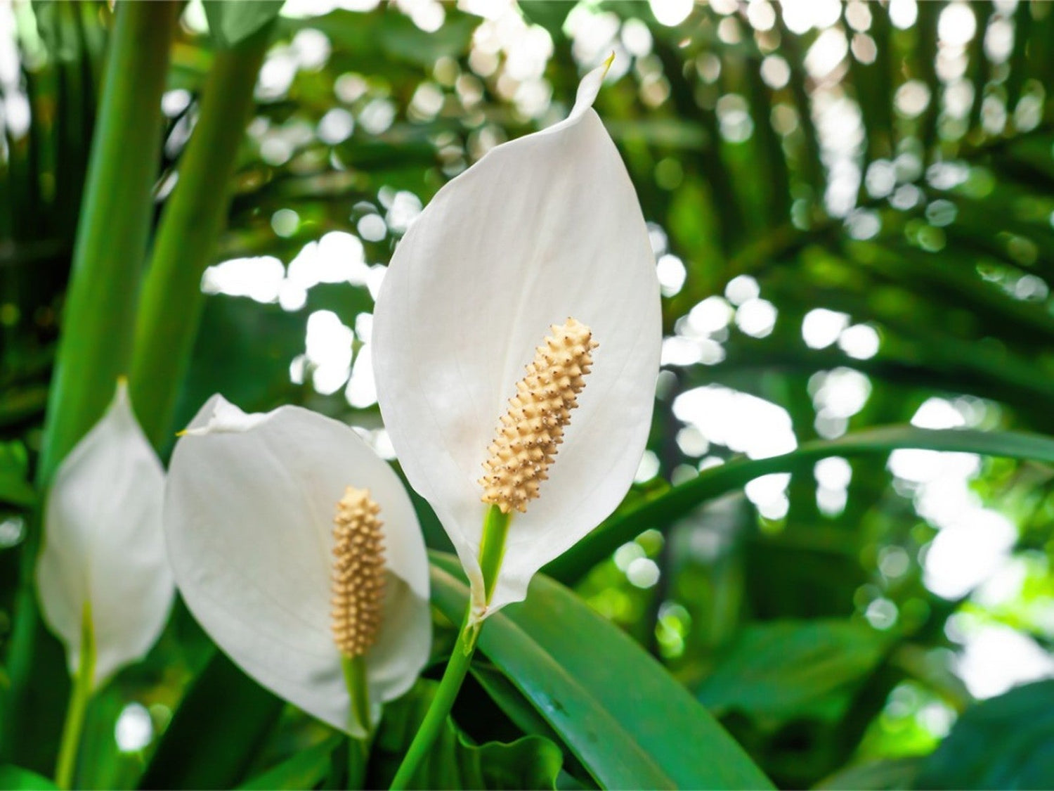 Air-Purifying Benefits Of Peace Lilies: Improving Indoor Air Quality Naturally