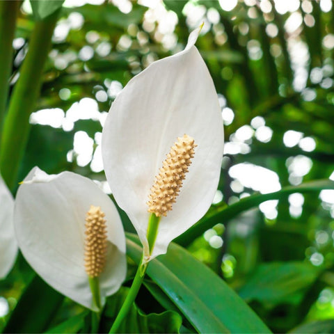 How To Care For Peace Lily After Flowering: Encouraging New Blooms