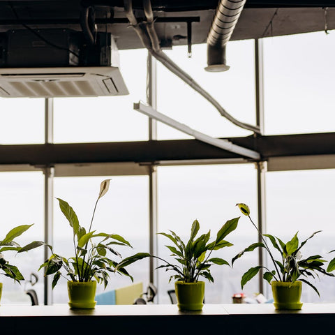 Top Mistakes To Avoid When Caring For Indoor Plants In Winter