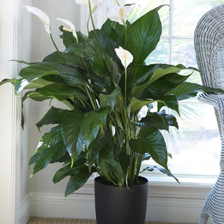 Can Peace Lily Help With Allergies? Home-Based Air Cleaning Plants