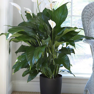 How To Care For A Peace Lily After Flowering: Encouraging New Blooms