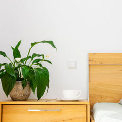 5 Things Peace Lily Owners Wish They Knew Before Buying
