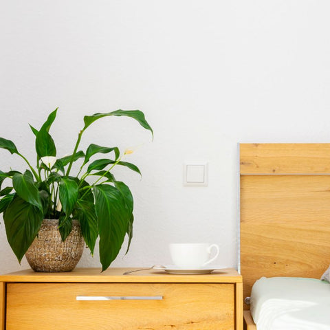 5 Things Peace Lily Owners Wish They Knew Before Buying