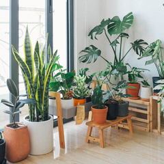 How to Increase Humidity for Indoor Plants in UAE Homes