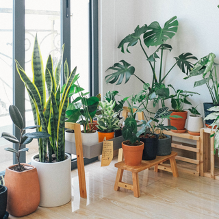 How to Increase Humidity for Indoor Plants in UAE Homes