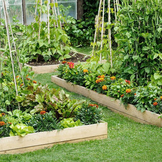 Raised Bed Gardening