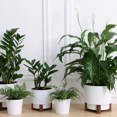 How to Spot a Healthy Plant When Buying from a Nursery