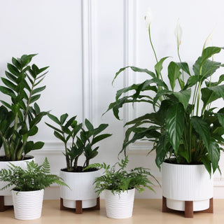 How to Spot a Healthy Plant When Buying from a Nursery