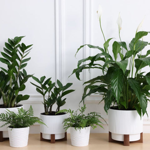 How to Spot a Healthy Plant When Buying from a Nursery