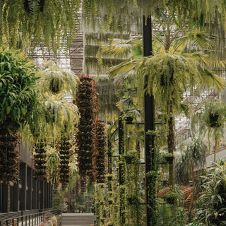 What to Check Before Ordering a Rare Indoor Plant