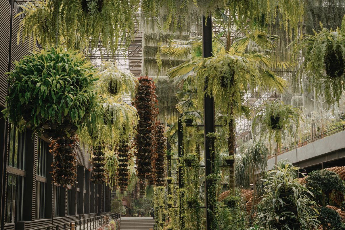 What to Check Before Ordering a Rare Indoor Plant