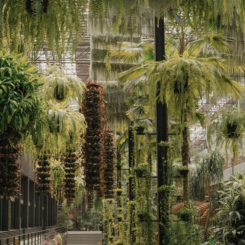 How to Acclimatise a Rare Indoor Plant After Delivery in Dubai
