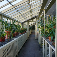 How to Grow Plants Without Natural Light in Dubai