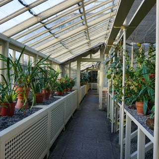 How to Grow Plants Without Natural Light in Dubai