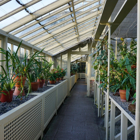How to Grow Plants Without Natural Light in Dubai