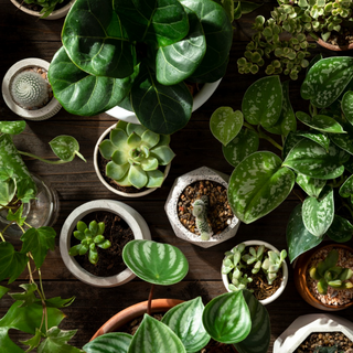 What Makes a Plant Rare? The Science of Plant Rarity Explained