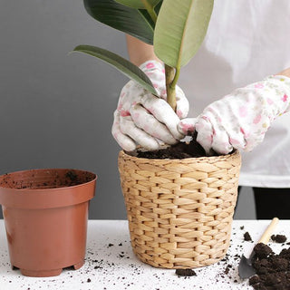 Easy Tips To Repot Your Houseplants