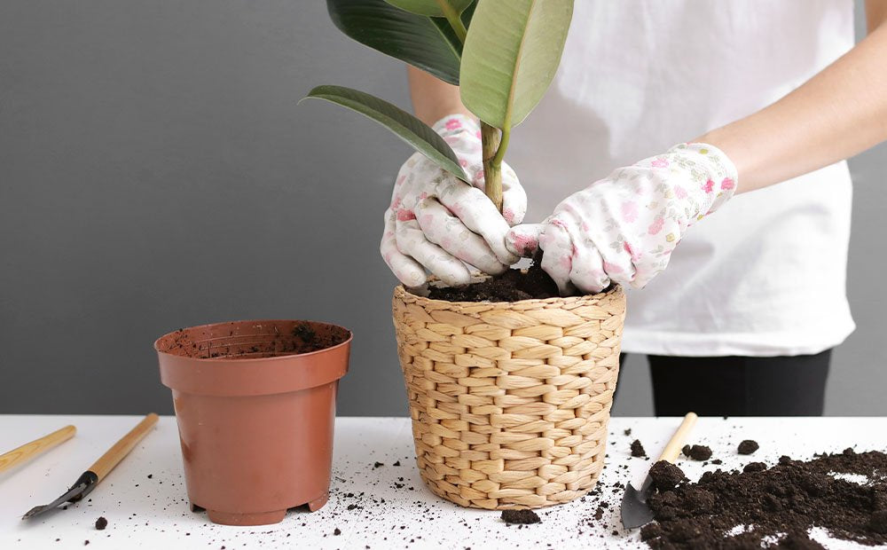 Easy Tips To Repot Your Houseplants