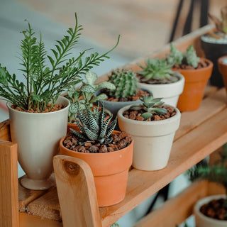 Should You Fertilize Plants in the Summer? A Seasonal Guide to Plant Nutrition