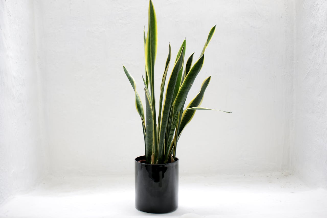 Why Snake Plants Are The Perfect Choice For Urban Homes