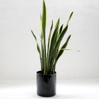 https://growhub.ae/blogs/blog/snake-plants-and-joint-health-alleviating-arthritis-pain-naturally