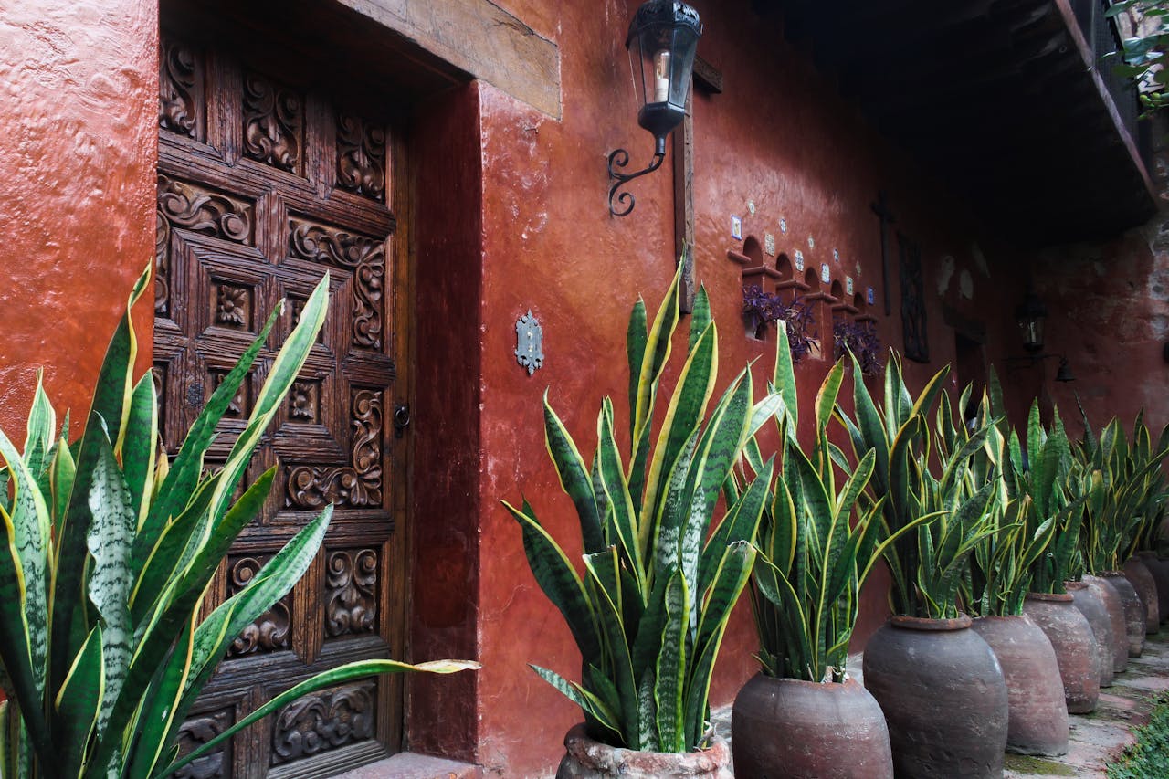 Using Snake Plants To Create A Calming Workspace At Home