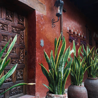 How to Care for Snake Plant After Delivery in UAE — First 30 Days