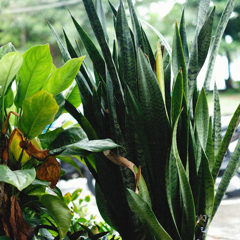 Snake Plants In Smart Greenhouses: The Future Of Indoor Plant Growth And Sustainability