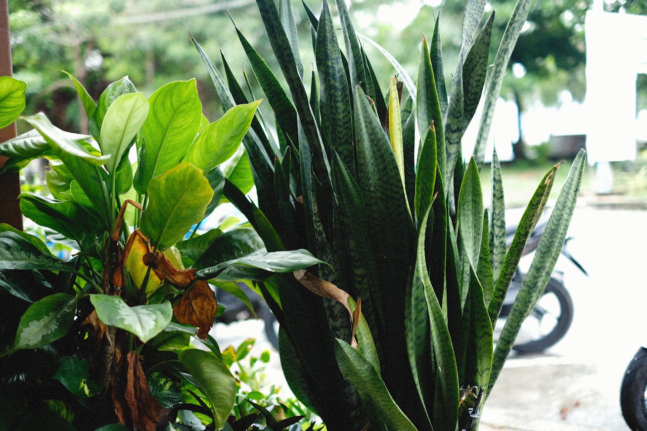 Snake Plants In Smart Greenhouses: The Future Of Indoor Plant Growth And Sustainability