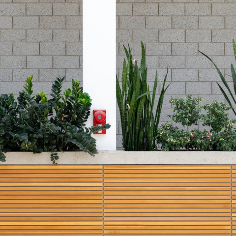 Snake Plant Sunburn? How to Protect It from Harsh Desert Sun