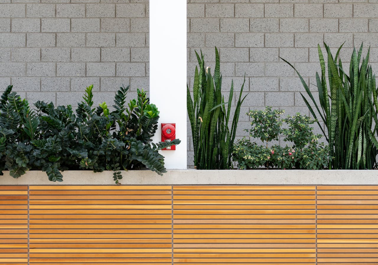 Snake Plant Sunburn? How to Protect It from Harsh Desert Sun