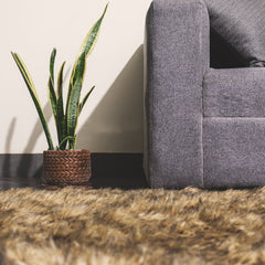 How Snake Plant Improves Air Quality in UAE Sealed Apartments