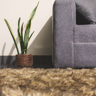 How Snake Plant Improves Air Quality in UAE Sealed Apartments