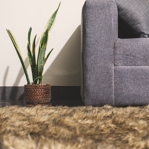 How Snake Plant Improves Air Quality in UAE Sealed Apartments