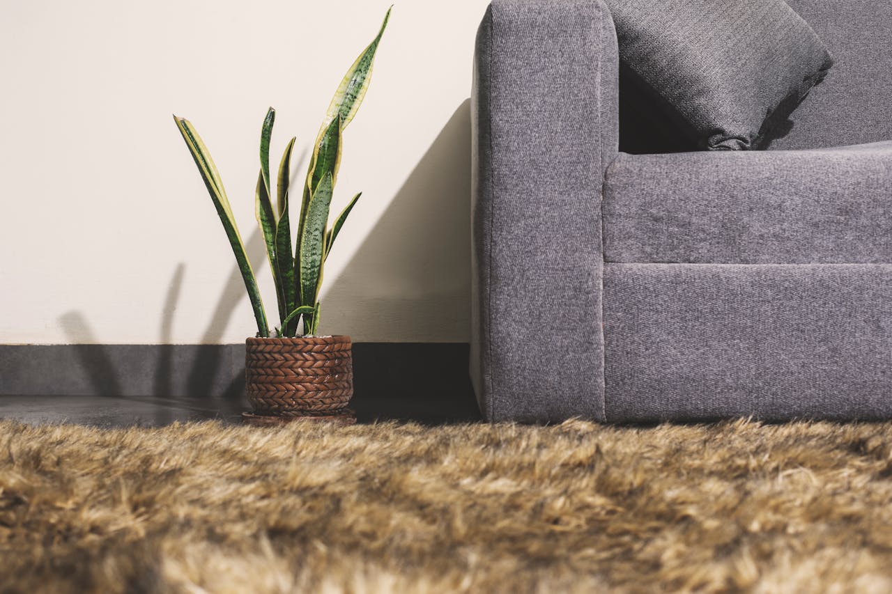 How Snake Plant Improves Air Quality in UAE Sealed Apartments
