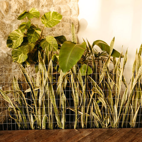Common Problems With Snake Plants And How To Fix Them