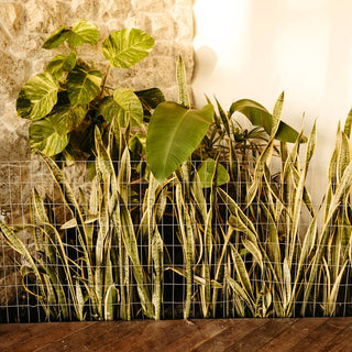 Effortless Greenery: Snake Plant Care Tips For Busy Professionals In 2024