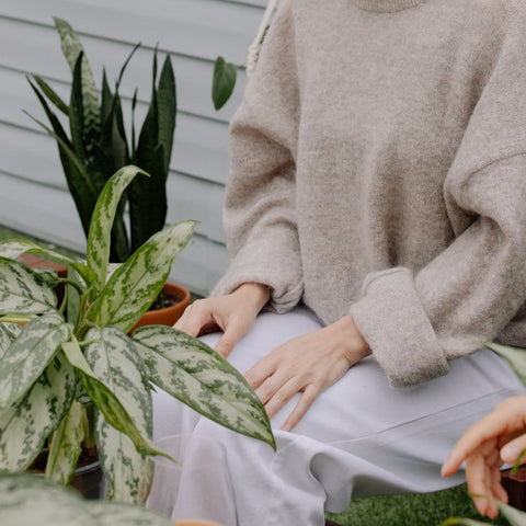 Green Medicine: How Snake Plants Can Improve Your Health Naturally