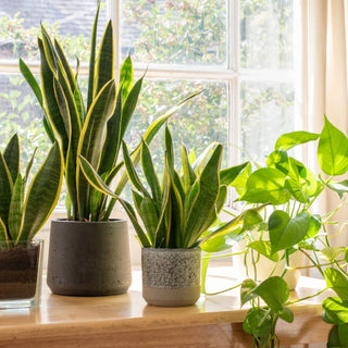 Snake Plant Dormancy: What to Expect During Winter Months