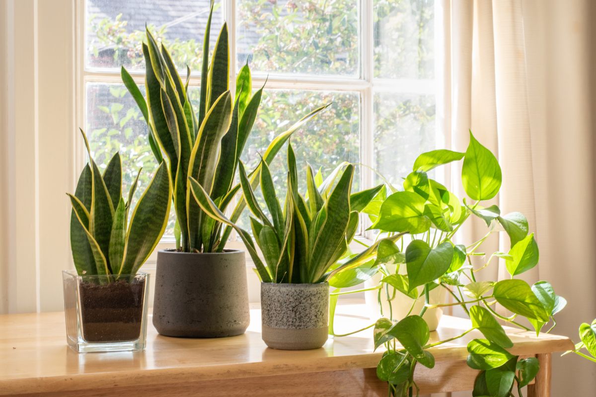 Snake Plant Dormancy: What to Expect During Winter Months