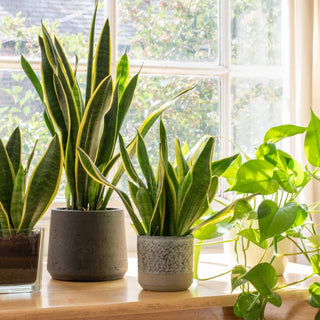 Snake Plants in Extreme Indoor Climates: Can They Handle Constant AC or Heating?