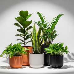 Does Snake Plant Really Purify Air? The Honest Answer for UAE