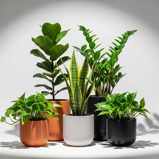 Does Snake Plant Really Purify Air? The Honest Answer for UAE