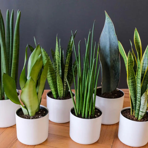 6 Benefits Of Snake Plants In Children's Rooms
