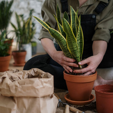 Spider Plants And Indoor Lighting: Ensuring Healthy Growth