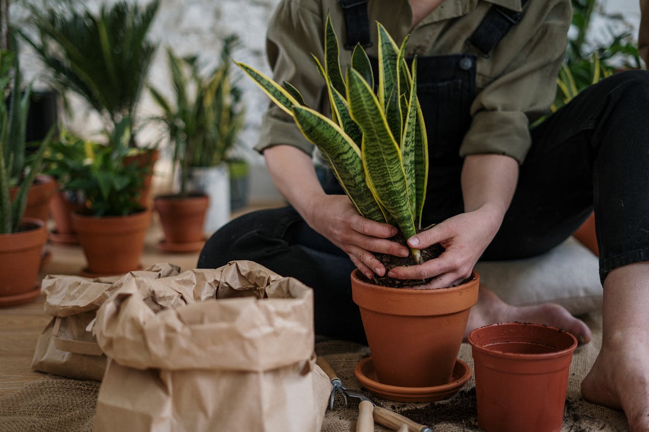 Spider Plants And Indoor Lighting: Ensuring Healthy Growth