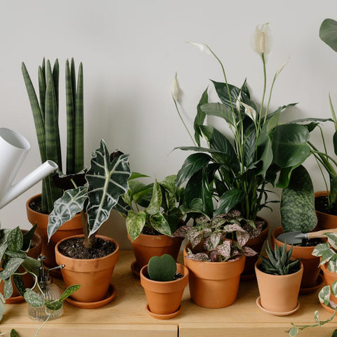 Spider Plants And Indoor Air Quality: How They Clean Your Home