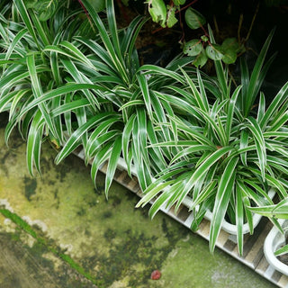 The Secret To Growing Lush And Healthy Spider Plants